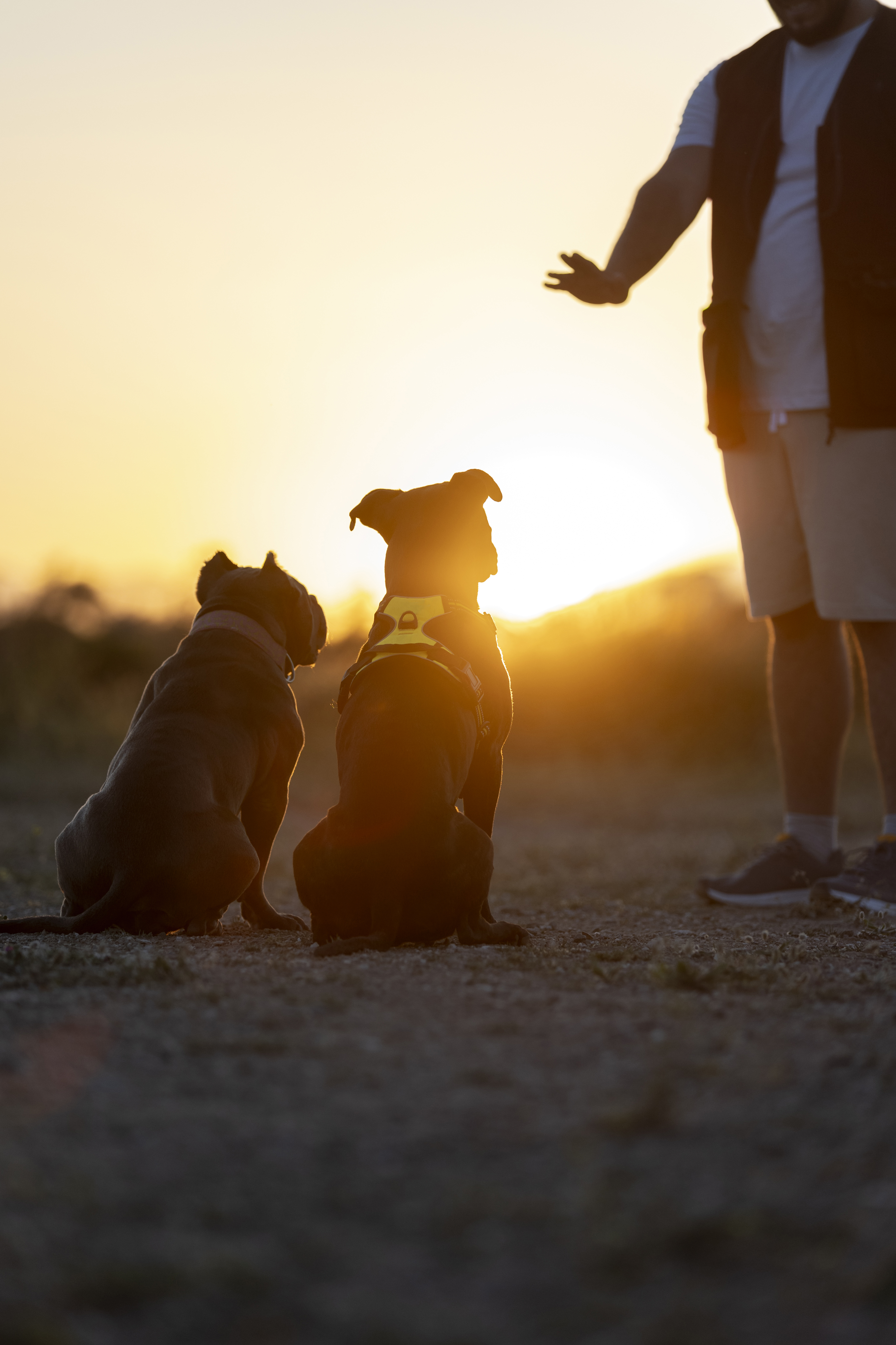 dog-trainer-bounding-with-dogs