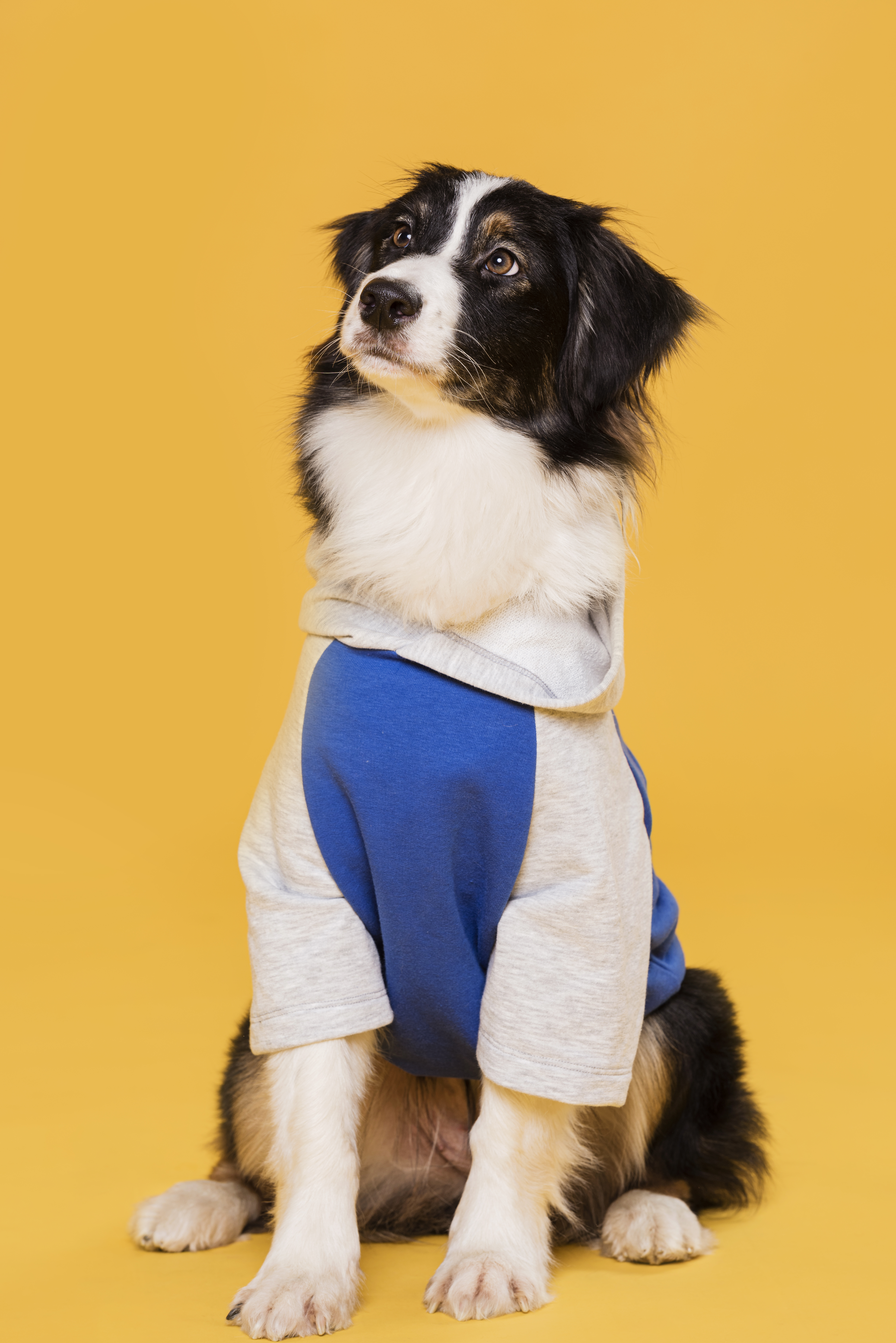 front-view-cute-dog-costume