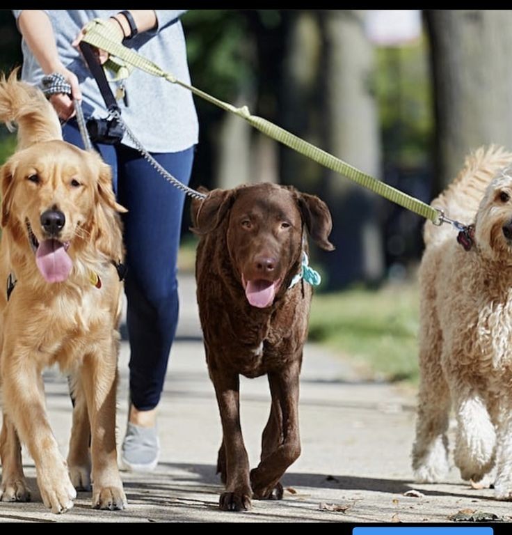 Walking Dogs on Trail