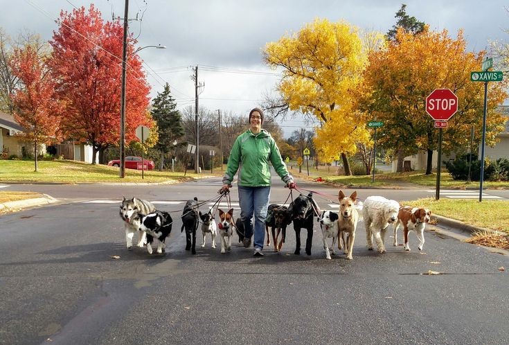 Dog Walker with Multiple Dogs