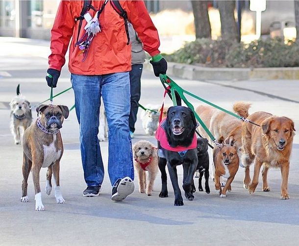 Professional Dog Walking