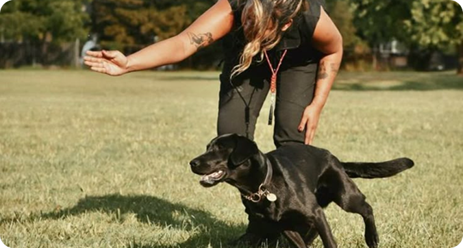 Pet Training