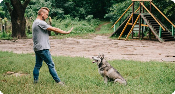 Training Basics: 3 Commands Every Dog Should Know